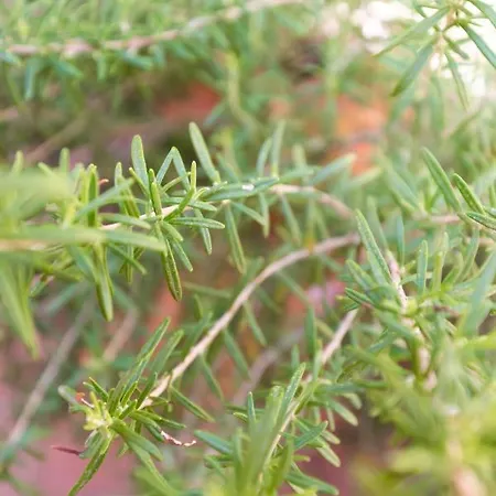 Appartement The Pantheon Terrace Experience